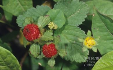 Duchesnea indica (Andrews) Teschem. 蛇莓