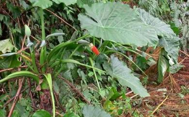 Alocasia odora (G.Lodd.) Spach 姑婆芋
