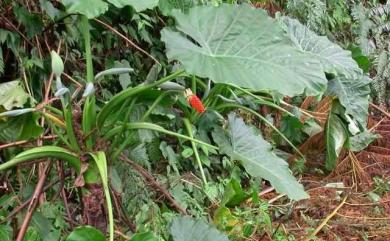 Alocasia odora (Roxb.) Spach 姑婆芋