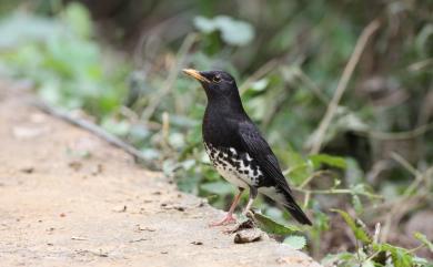 Turdus cardis Temminck, 1831 烏灰鶇