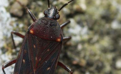 Neolethaeus assamensis (Distant, 1901) 大黑毛肩長蝽