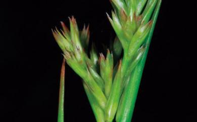 Juncus wallichianus 小葉燈心草