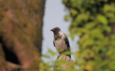 Corvus dauuricus Pallas, 1776 東方寒鴉