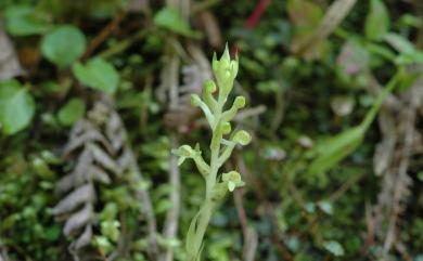 Platanthera sonoharae 琉球蜻蛉蘭