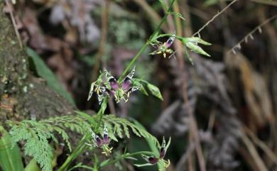 Swertia shintenensis Hayata 新店當藥