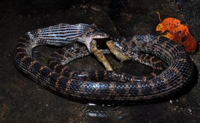 Lycodon rufozonatus Cantor, 1842 紅斑蛇