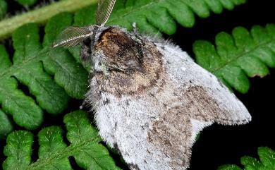 Liparopsis postalbida Hampson, 1893 中灰舟蛾