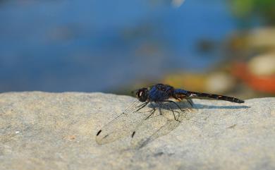 Trithemis festiva (Rambur, 1842) 樂仙蜻蜓