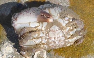 Leptodius sanguineus (H. Milne Edwards, 1834) 肉球皺蟹