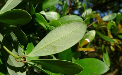 Machilus obovatifolia var. obovatifolia 恆春楨楠