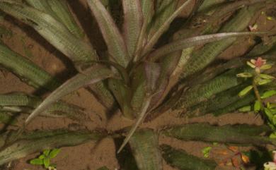 Blyxa aubertii 瘤果簀藻