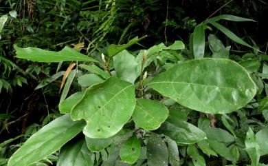 Litsea akoensis Hayata 屏東木薑子