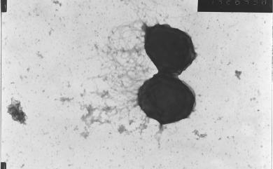 Methanococcus voltae Balch & Wolfe 1981