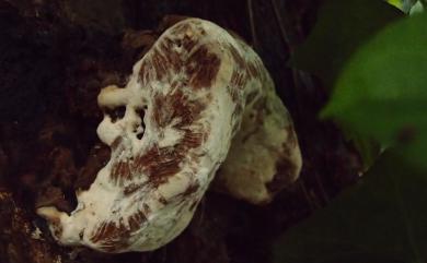 Phellinus hoehnelii 賀尼木層孔菌