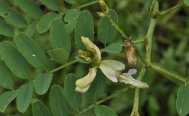 Indigofera galegoides 假大青藍