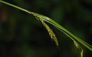 Carex brunnea 束草