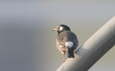 Spodiopsar cineraceus (Temminck, 1835) 灰椋鳥