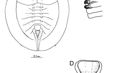 Africaleyrodes citri Takahashi, 1932 柑桔非洲粉蝨