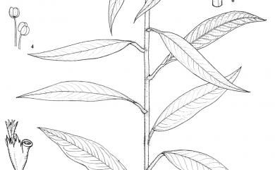 Euphorbia helioscopia 澤漆