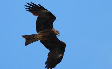 Milvus migrans formosanus Kuroda Sr, 1920 黑鳶(台灣亞種)