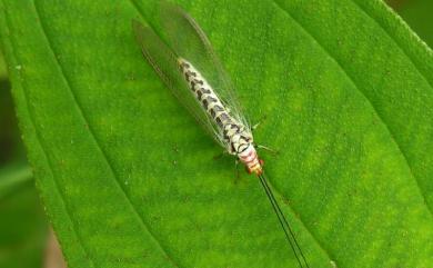 Italochrysa japonica (McLachlan, 1875) 日本草蛉