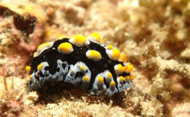 Phyllidia picta (Pruvot-Fol, 1957) 飛機葉海牛