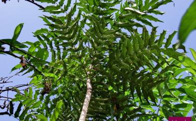 Mahonia oiwakensis 阿里山十大功勞