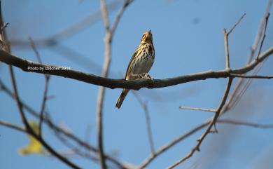 Anthus hodgsoni yunnanensis Uchida & Kuroda, 1916 樹鷚