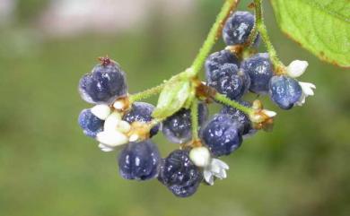 Persicaria chinensis (L.) H.Gross 火炭母草