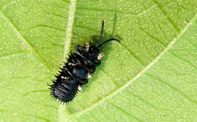 Hispellinus callicanthus (Bates, 1866) 黑鐵甲蟲