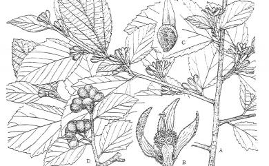 Grewia rhombifolia Kaneh. & Sasaki 菱葉捕魚木