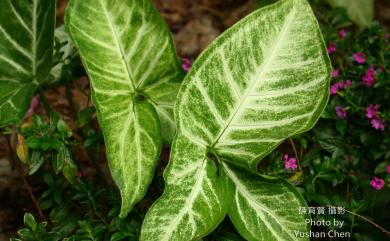 Syngonium podophyllum Schott 合果芋