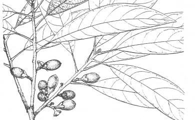 Litsea acuminata 長葉木薑子