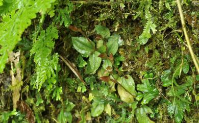 Goodyera viridiflora 綠花斑葉蘭