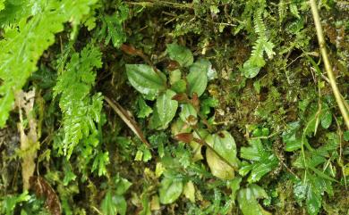 Goodyera viridiflora (Blume) Lindl. ex D.Dietr. 鳥喙斑葉蘭