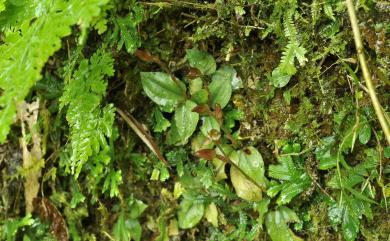 Goodyera viridiflora (Blume) Blume 綠花斑葉蘭