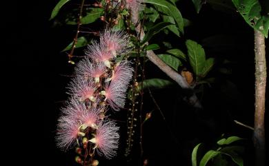 Barringtonia racemosa (L.) Spreng. 水茄冬