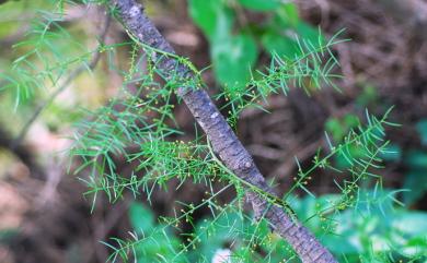Asparagus cochinchinensis (Lour.) Merr. 天門冬