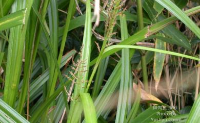 Carex cruciata var. argocarpus C.B. Clarke 煙火薹