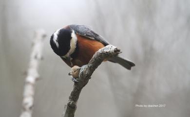 Sittiparus castaneoventris Gould, 1862 赤腹山雀