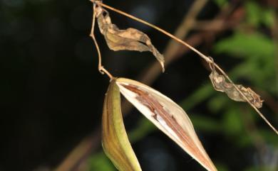 Vincetoxicum taiwanense (Hatus.) T.C.Hsu 臺灣鷗蔓