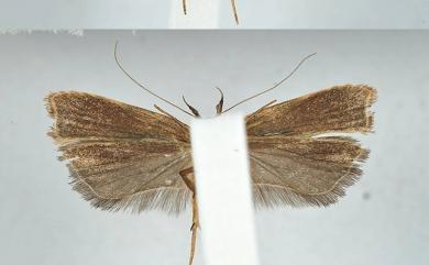 Dichomeris oxycarpa Meyrick, 1935