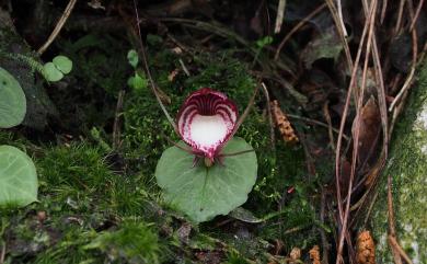 Corybas sinii 辛氏盔蘭