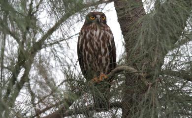 Ninox japonica (Temminck & Schlegel, 1845) 褐鷹鴞