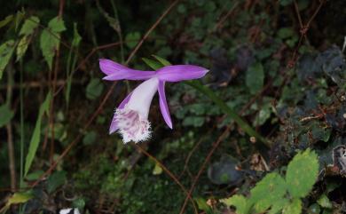 Pleione bulbocodioides (Franch.) Rolfe 臺灣一葉蘭