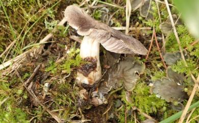 Tricholoma 口磨屬