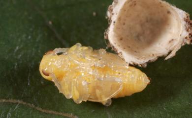 Lema lacertosa Lacordaire, 1845 黑腳黃細頸金花蟲