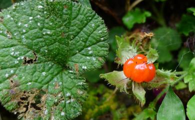 Rubus pectinellus 刺萼寒莓