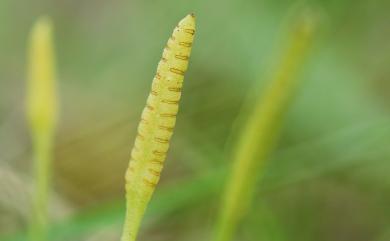 Ophioglossum austroasiaticum 高山瓶爾小草