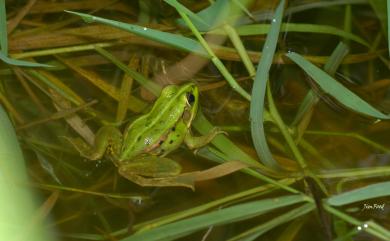 Pelophylax fukienensis (Pope, 1929) 金線蛙